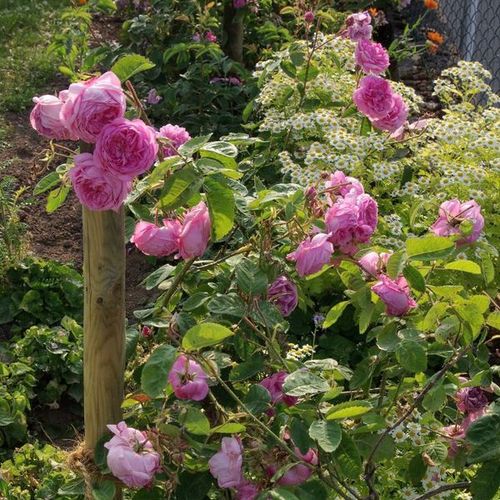 Růžová - Stromkové růže s květy anglických růží - stromková růže s keřovitým tvarem koruny